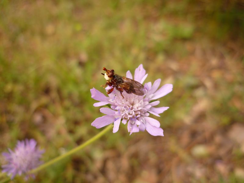 Scathophaga  sp?No Myopa sp. Conopidae.